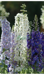 Дельфиниум садовый GUARDIAN MIX