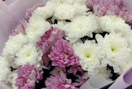 Букет 15 веток хризантем Зембла двухцветный