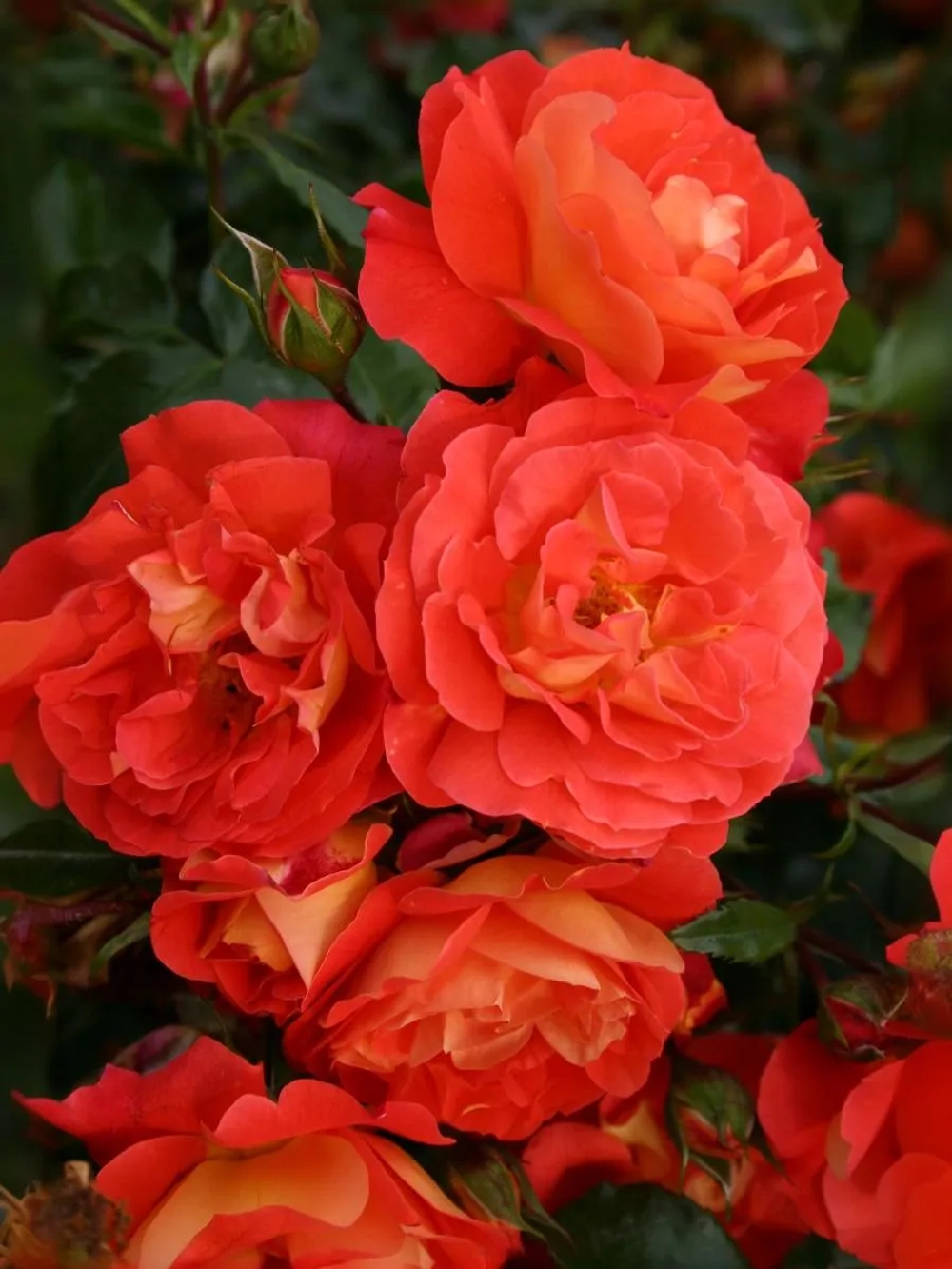 Роза флорибунда Гебрюдер Гримм