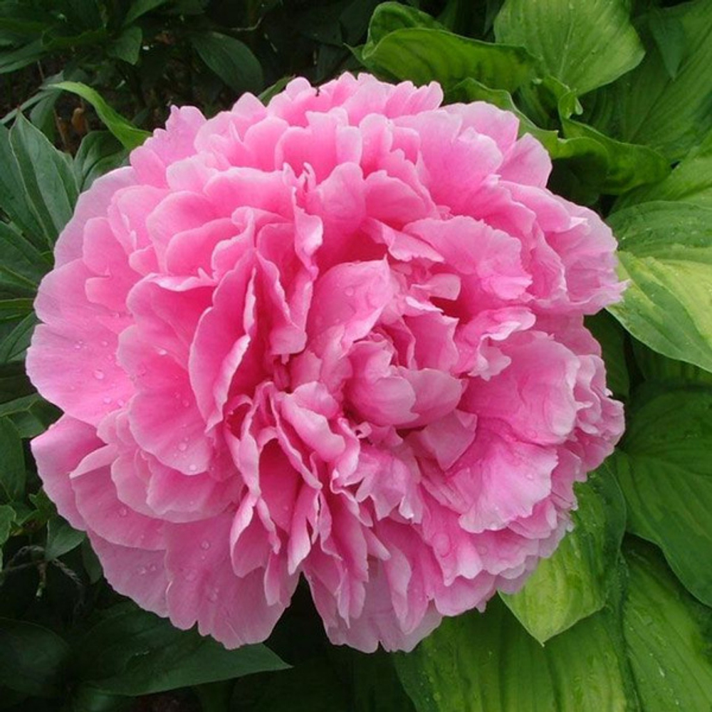 Пион Александр Флеминг 3-5 почек Закупка М81 октябрь 2026