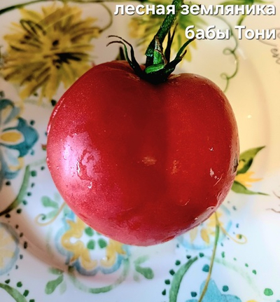 ЛЕСНАЯ ЗЕМЛЯНИКА БАБЫ ТОНИ