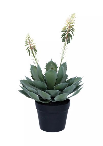 Агава Glauca Miller