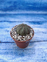 Euphorbia Obesa (Эуфорбия)