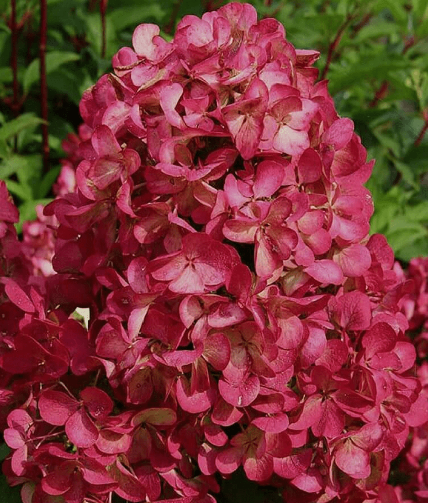 Гортензия метельчатая Мэджикал Везувио (3/6 веток) Закупка М59 апрель 2026