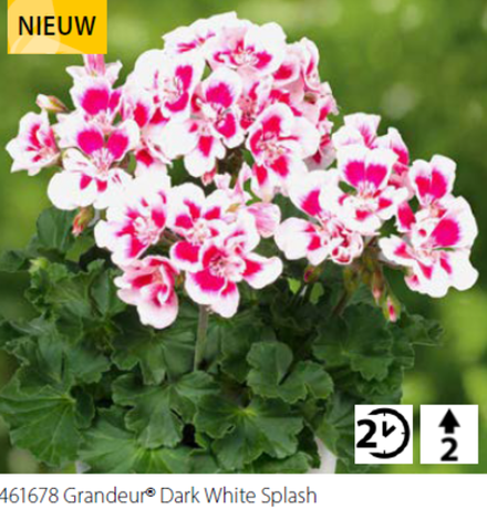 ЕВРО Пеларгония зональная Grandeur Dark White Splash укореннный черенок ОКС конец ноября