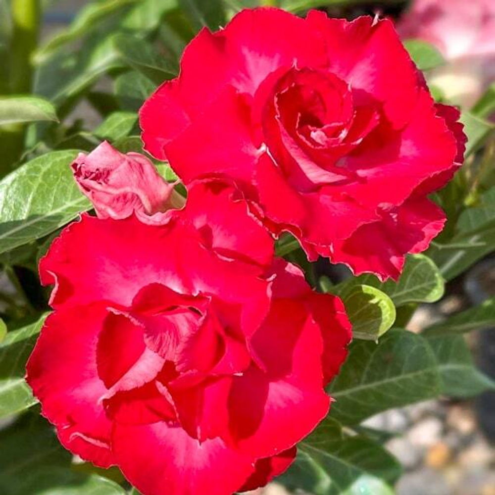 Адениум CHABA GAEW