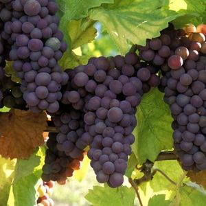 Пино Гриджио (Pinot Gris) - белый сорт винограда
