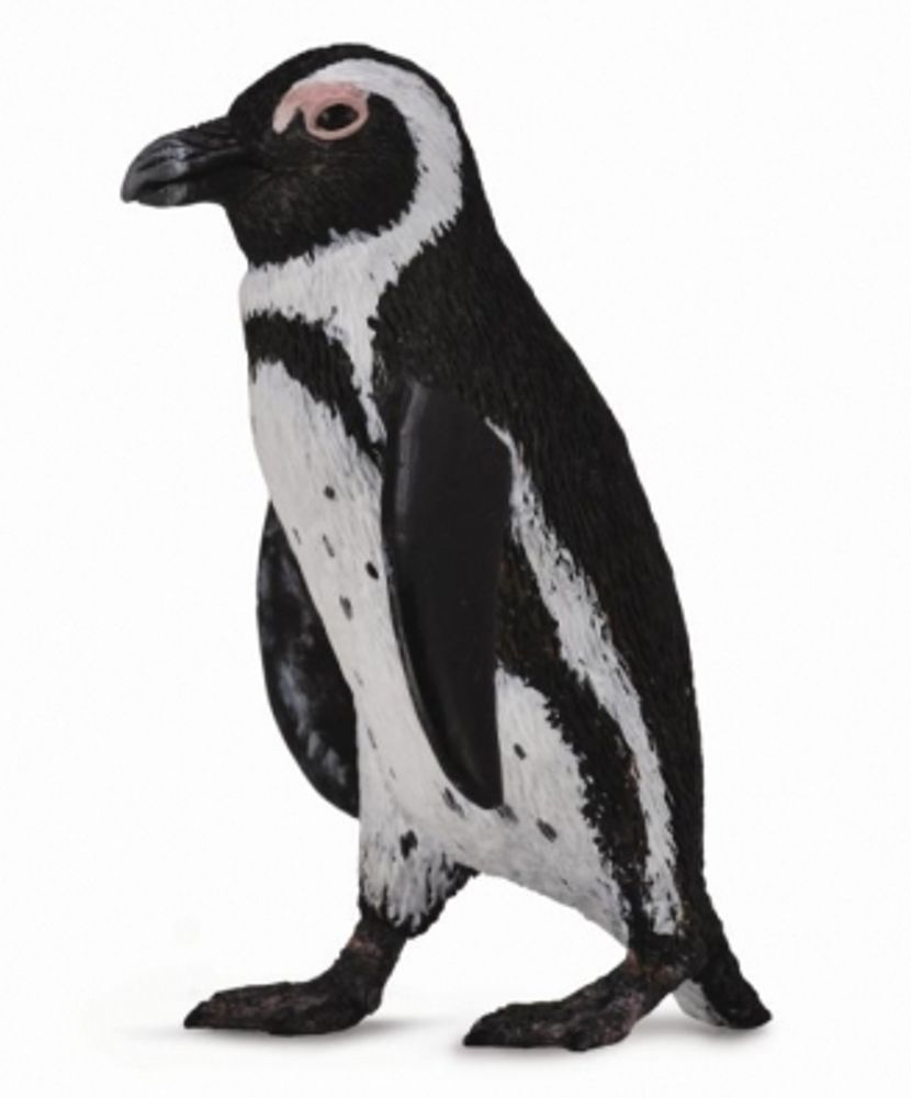 Южноафриканский пингвин