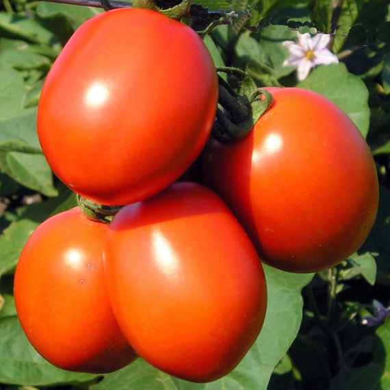 ФРИСКО F1 семена томата (Clause | Alexagro) купить – фото 2