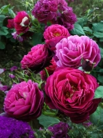 Роза шраб Бисантенэр де Гийо