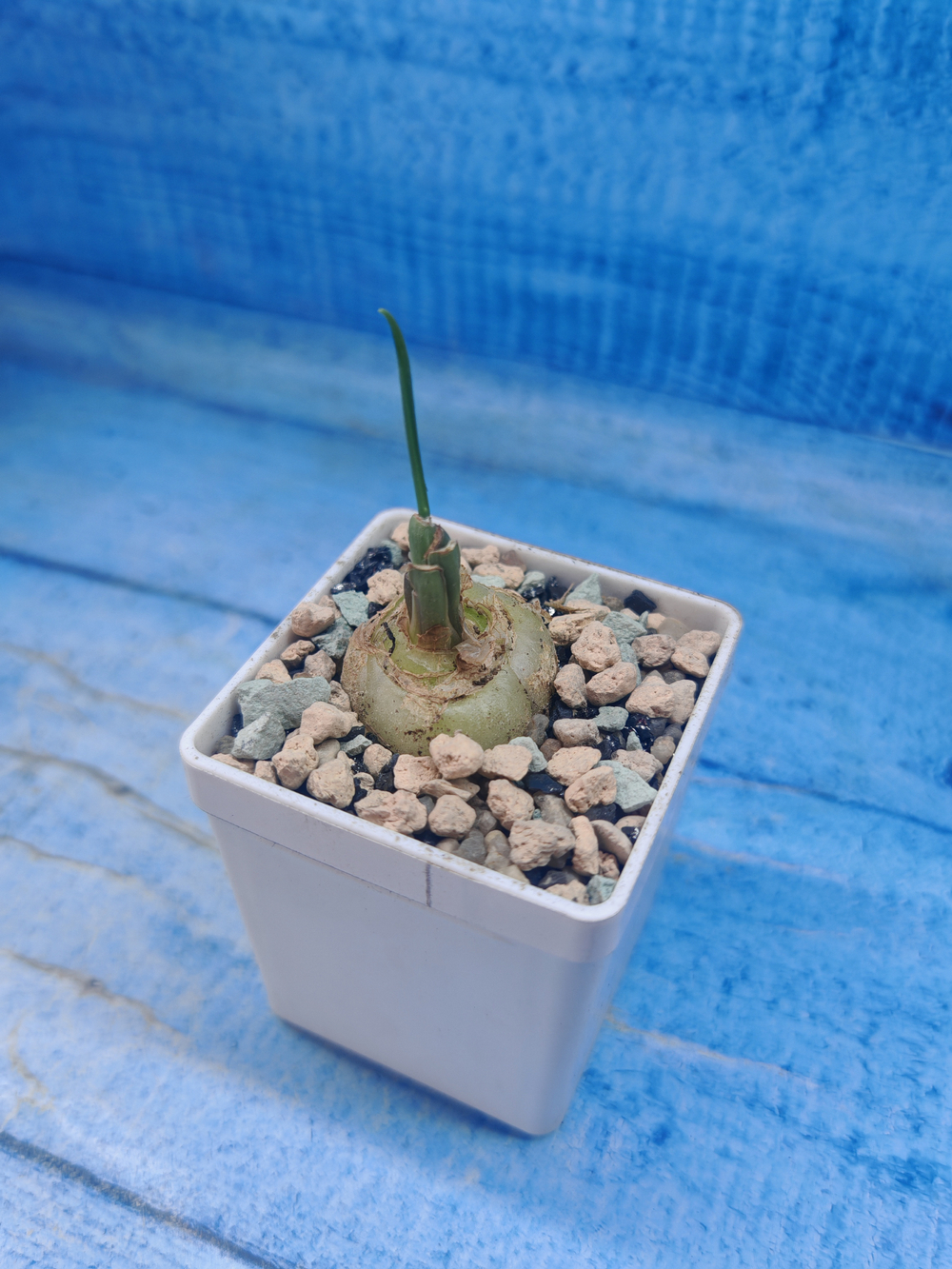 Albuca Spiralis (Альбука)