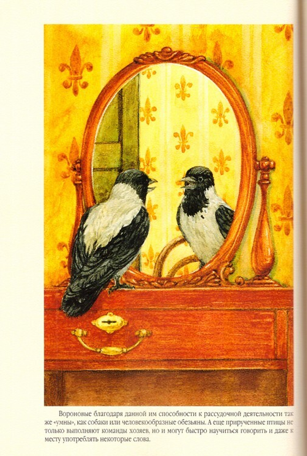 Сотворенная природа глазами биологов. Поведение и чувства животных. Татьяна Жданова