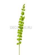 Молюцелла зелёная (Ирландский колокольчик) в-82 см 6/96 30.0610022GR