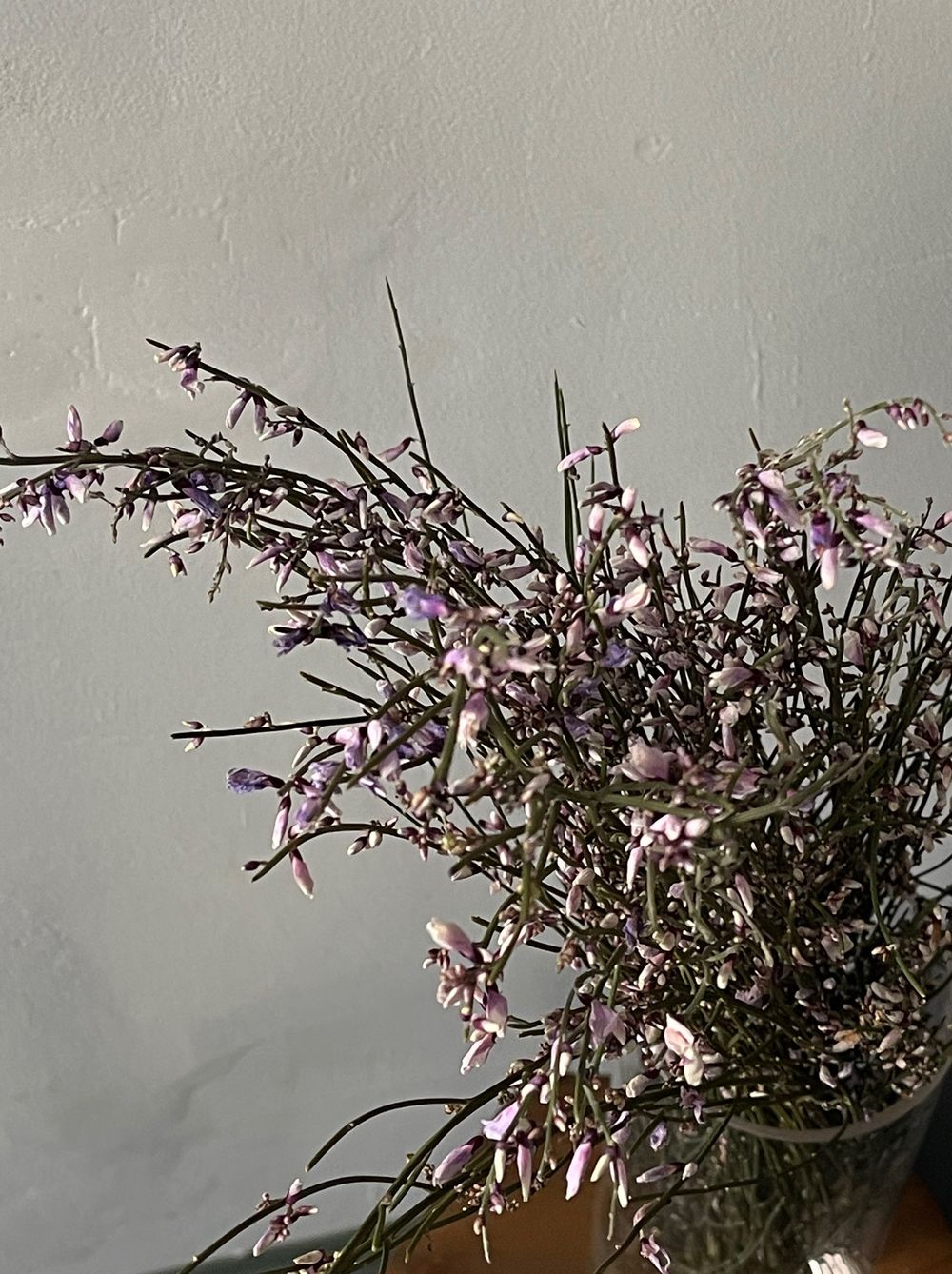 Гениста в фиолетовом оттенке