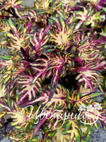 Колеус Перышки