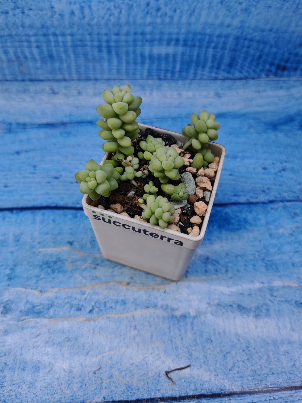 Sedum Burrito (Седум)