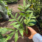 Монстера SUBPINNATA