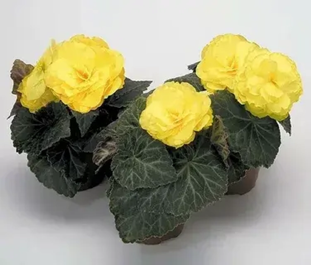 Бегония клубневая Yellow (желтый) горшок 1 литр