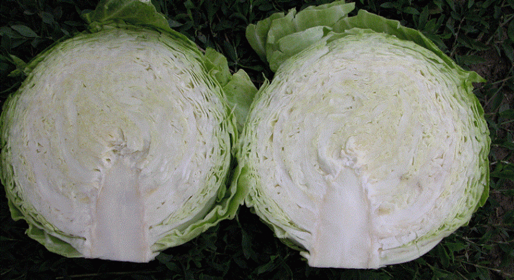 Чамп F1 семена капусты белокочанной (Seminis / Семинис)