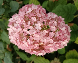 Гортензия древовидная Свит Аннабель С3 фирменный Закупка М38