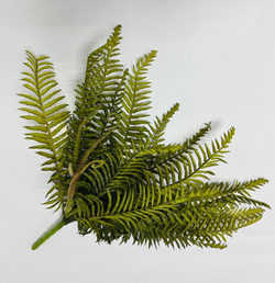 Папоротник куст