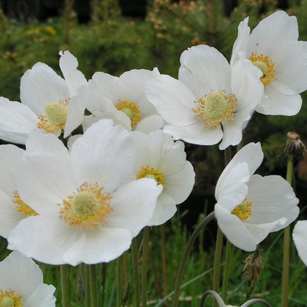 Анемона лесная "Blanc White". Anemone sylvestris "Blanc White".