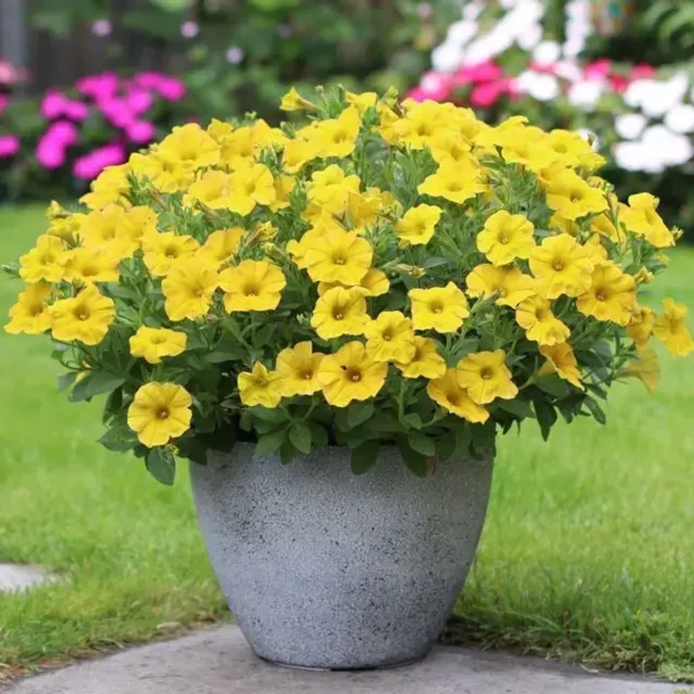 Петхоа BEAUTICAL Yellow Sun