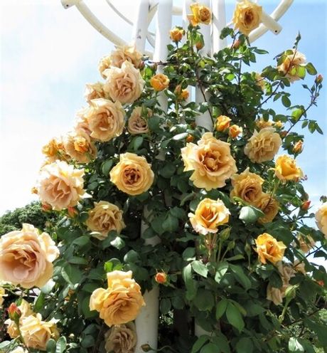 Буттерскотч (Butterscotch)