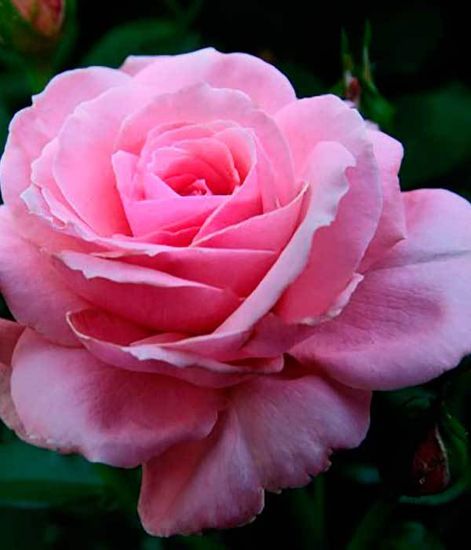 Ароматический диффузор Замковая роза, Bago home