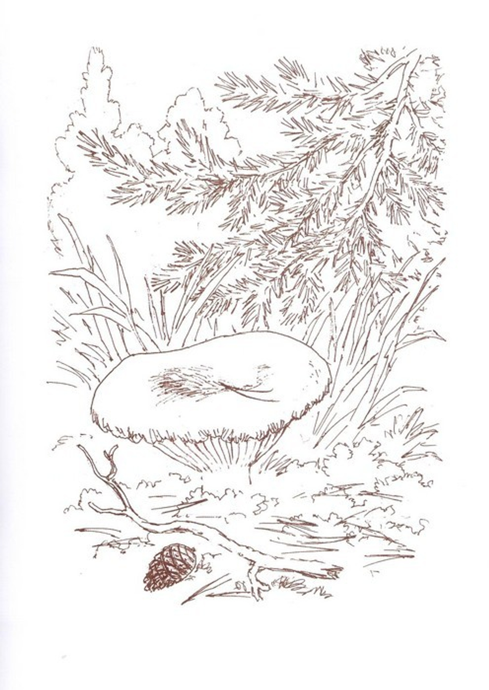 Альбом для раскрашивания полноцветный. Раскраски