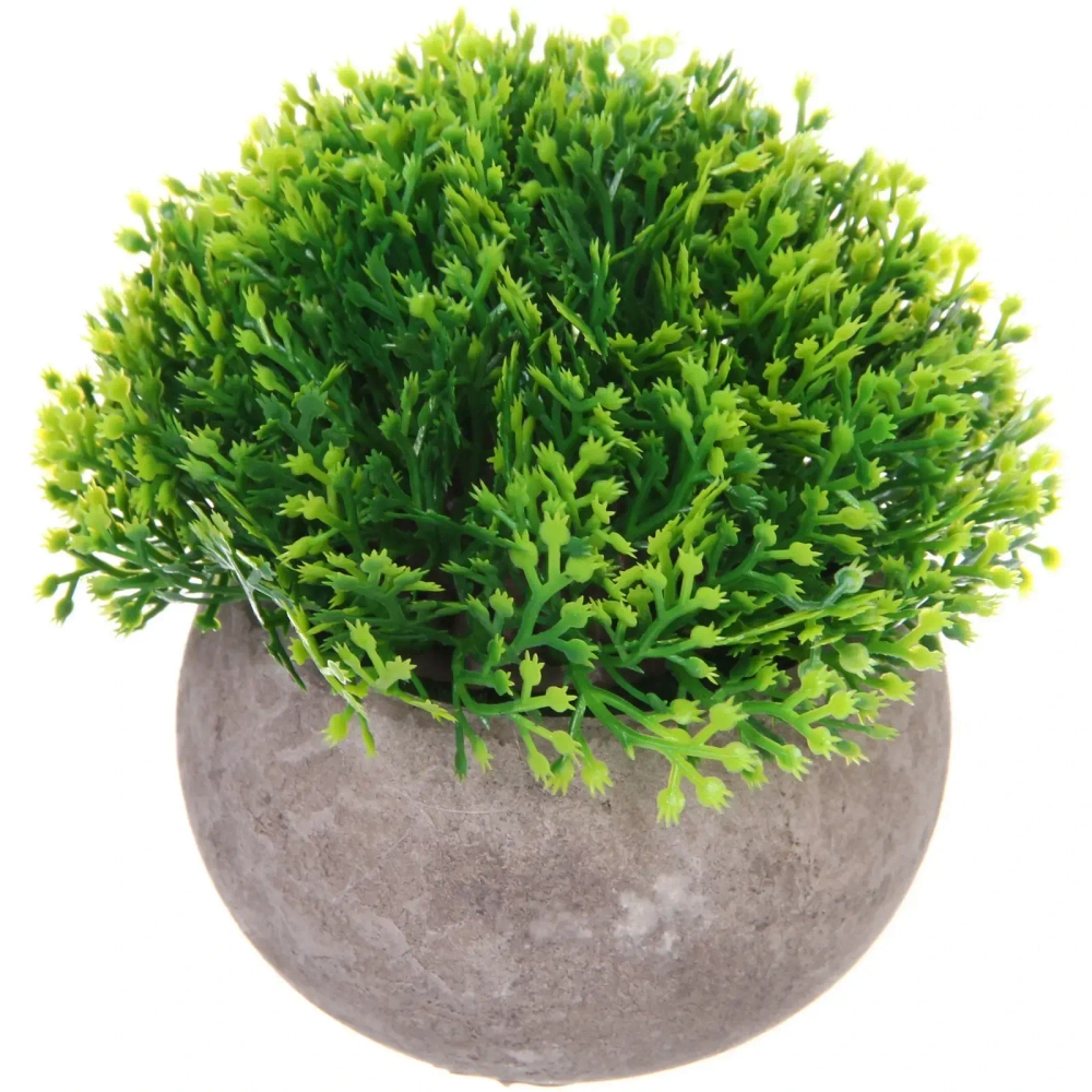 Цветочная композиция «Green garden» 10*12см в горшке, туя