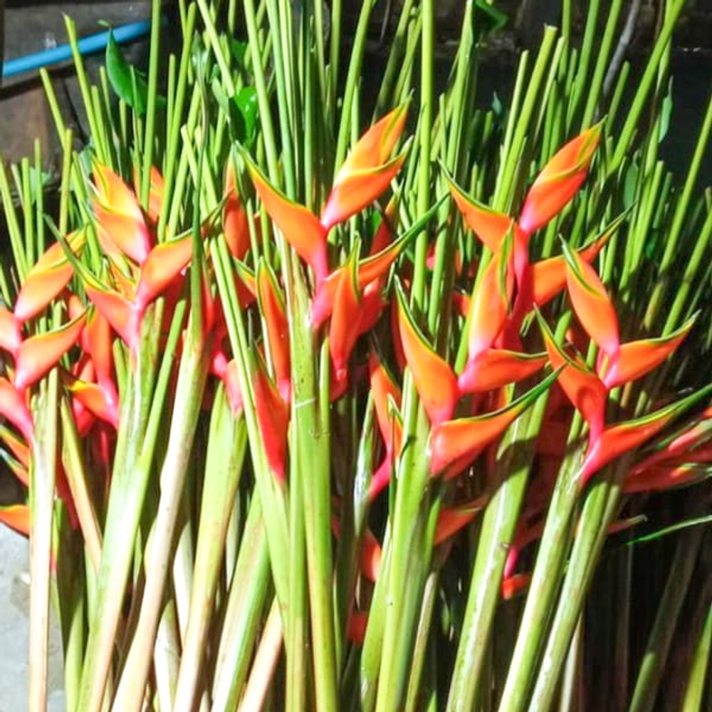 Геликония BIHAI LOBSTER CLAW II