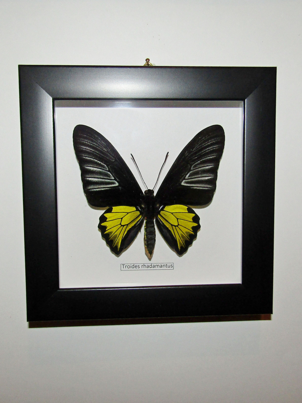 Бабочка Troides rhadamantus в рамке