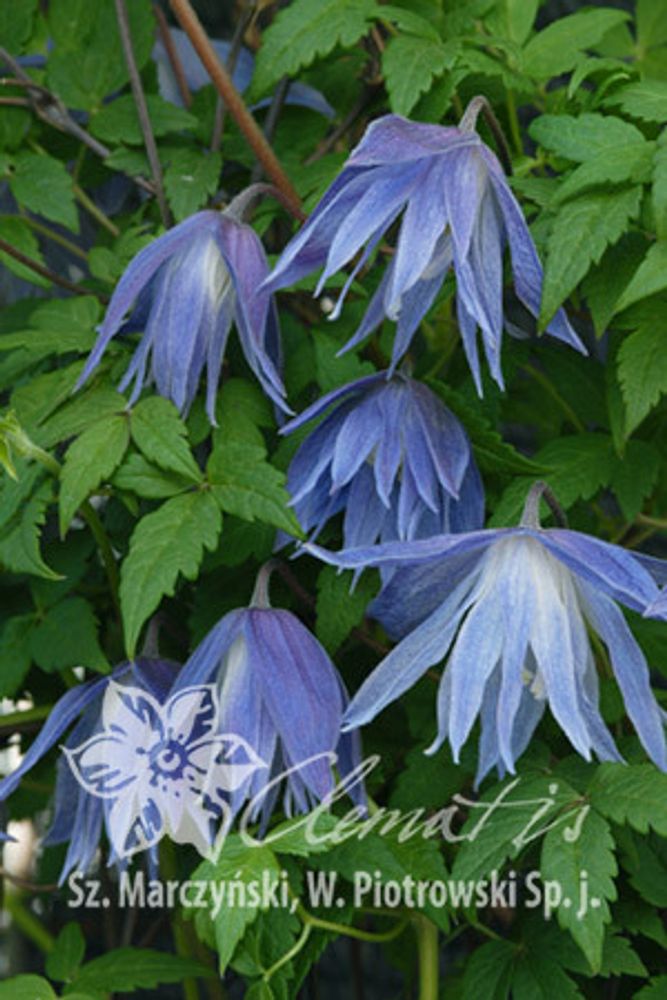 Клематис альпийский Mайдуэлл Холл Закупка М33 апрель 2026 Клематис альпийский Mайдуэлл Холл Закупка М33 апрель 2026