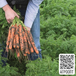 Нерак F1 семена моркови нантской (Bejo / Бейо)