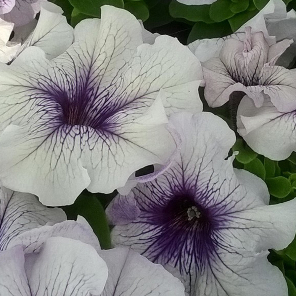 Петуния грандифлора Лимбо Джи Пи Сильвер Блю (100др) Витагрин Профи