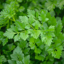 Риалто семена петрушки (Bejo / Бейо)