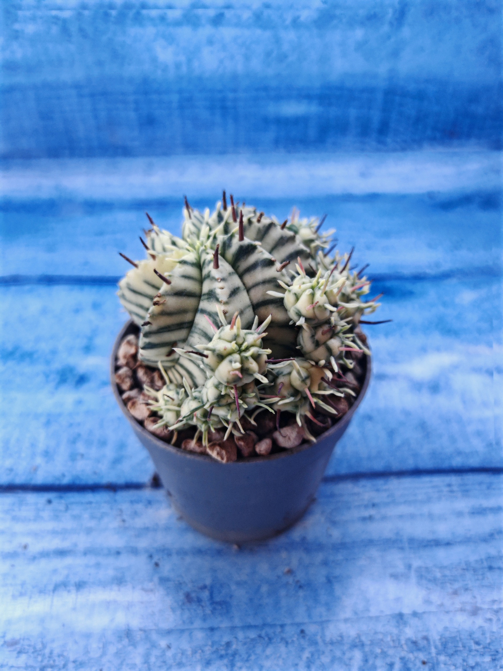 Euphorbia meloformis f. Variegated (Эуфорбия вариегатная)