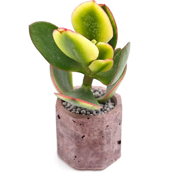 Крассула овата Триколор Джейд