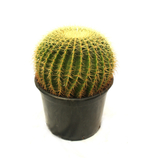 Эхинокактус (Золотой шар)
