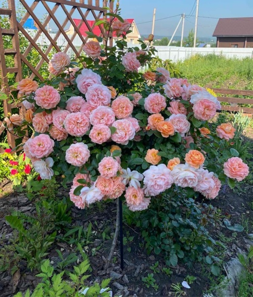 Роза Шон вон си С7 Закупка М57 июнь 2026