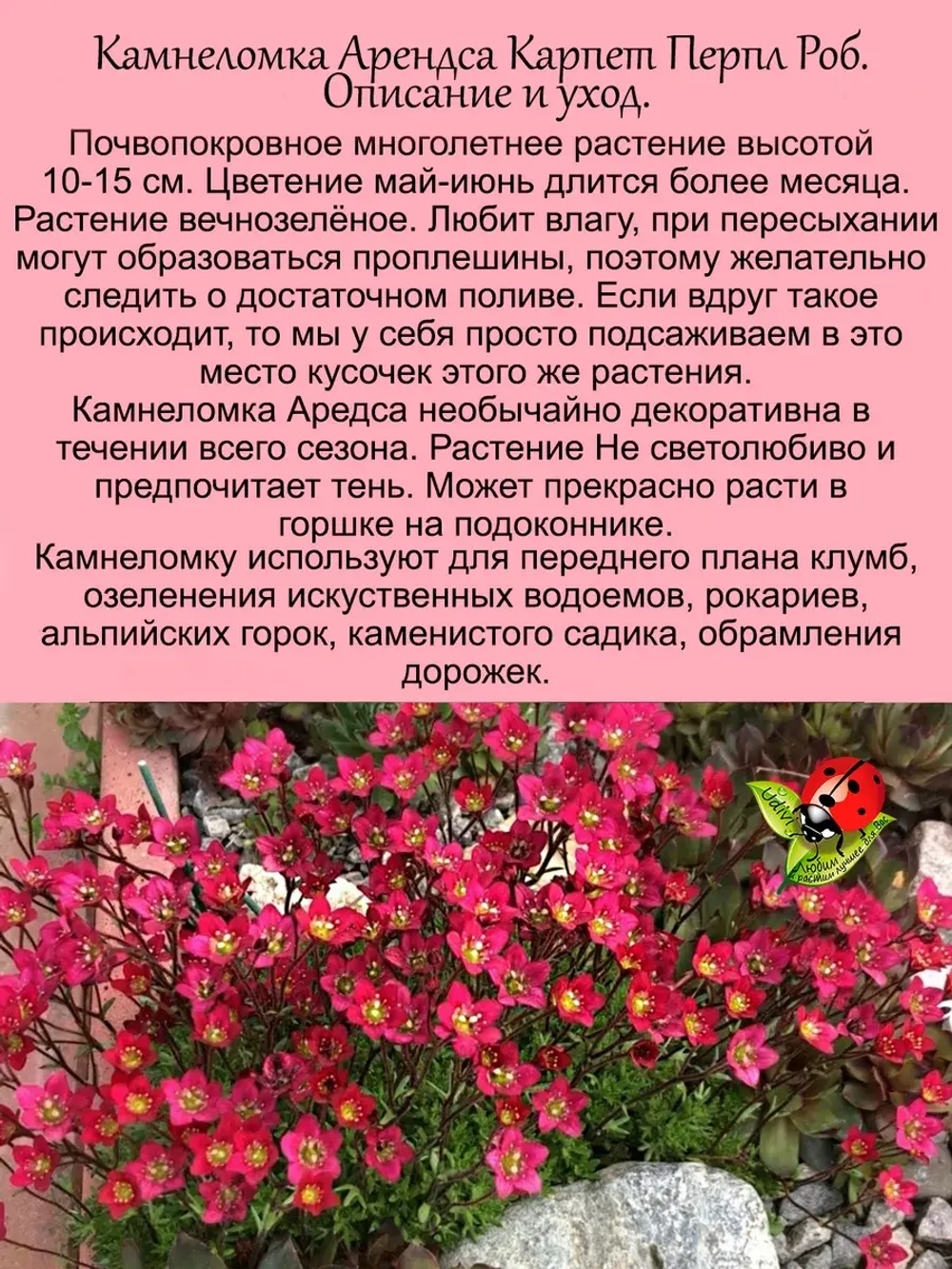 Камнеломка Арендса Карпет Перпл Роб
