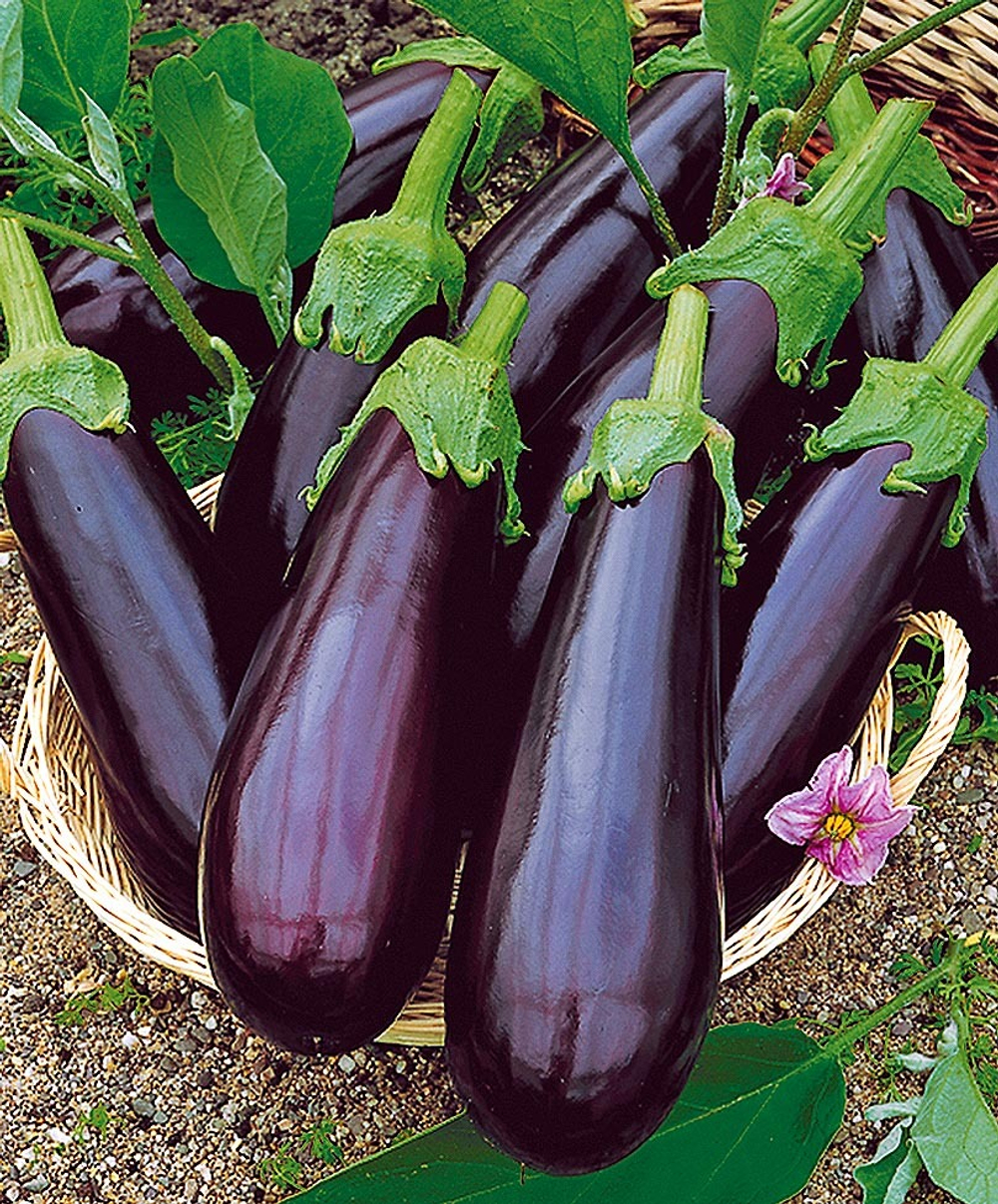 Баклажан Рома F1 7шт Мировые Семена VITA GREEN