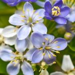 Гваякум лекарственный – Guaiacum officinale