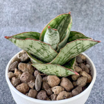 Сансевиерия ANGELINA