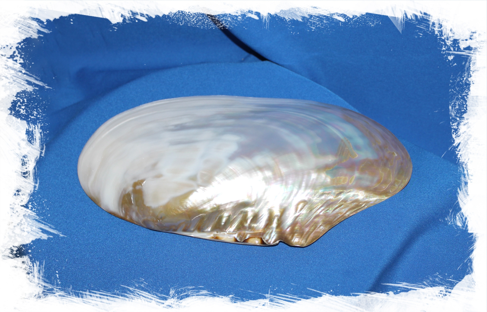 Жемчужница Петушиный Гребень (одна створка)