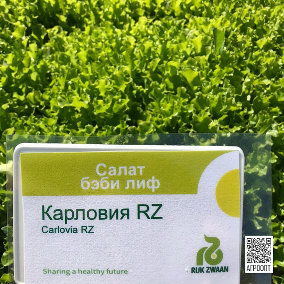 Карловия семена салата бэби-лиф (Rijk Zwaan / Райк Цваан) упаковка – фото 3
