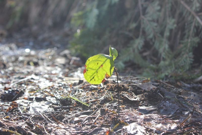 Чай на Алтае