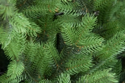 Искусственная елка Торжественная 210 см., 100% литая хвоя, ЕлкиТорг (167210)